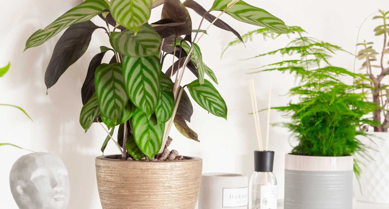 Use Lifestyle To Make Someone Fall In Love With You